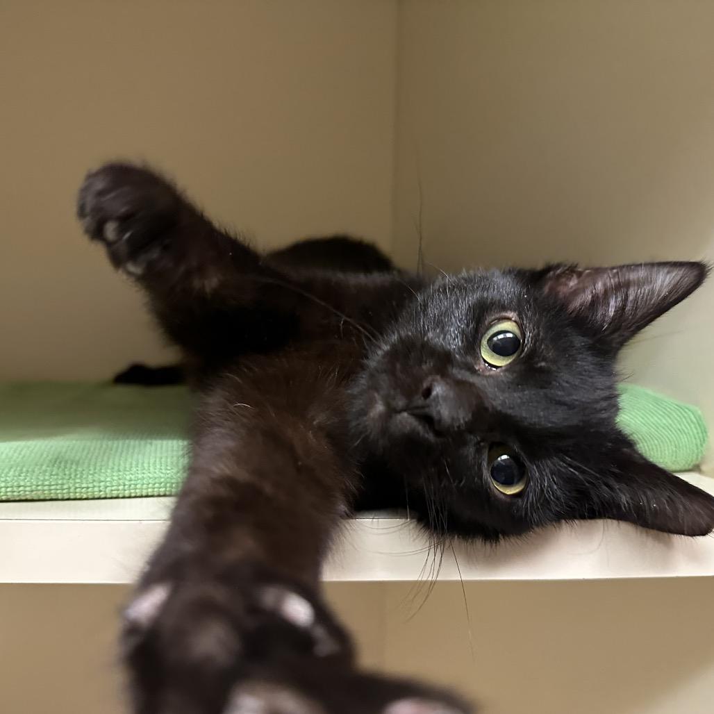 Jack Frost, a Adoptable Domestic Short Hair in Dayton, OH image 3/6
