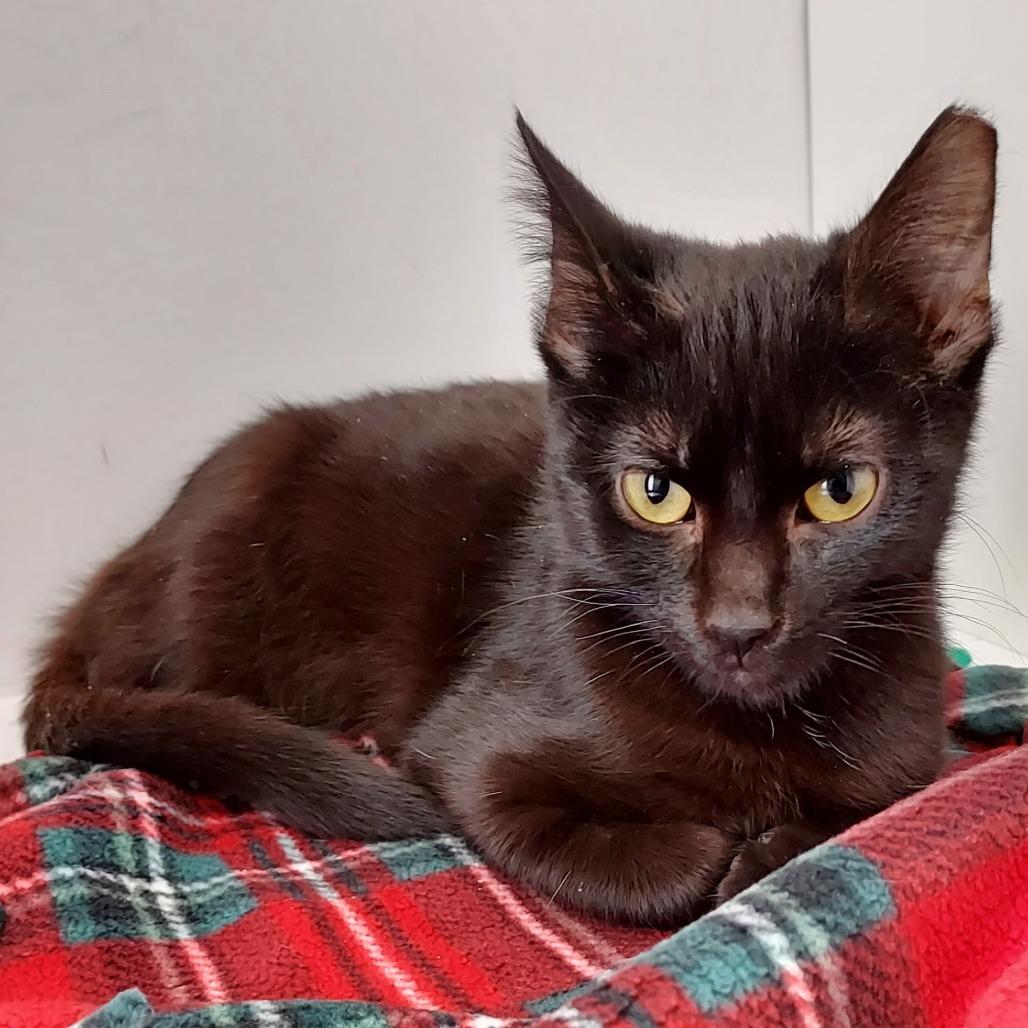 Jack Frost, a Adoptable Domestic Short Hair in Dayton, OH image 4/6