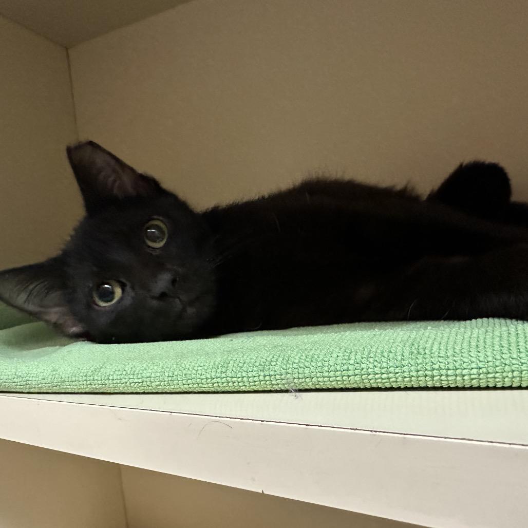Jack Frost, a Adoptable Domestic Short Hair in Dayton, OH image 5/6