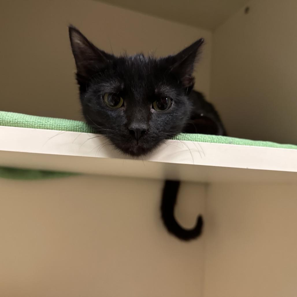 Jack Frost, a Adoptable Domestic Short Hair in Dayton, OH image 6/6