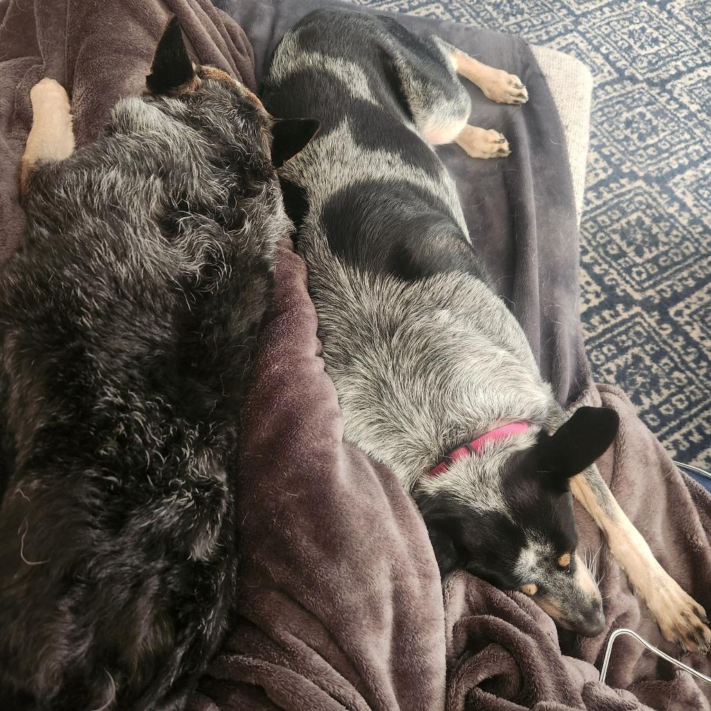 Marianne--In Foster, Adoptable, Adult Female Australian Cattle Dog / Blue Heeler & Kai Dog.