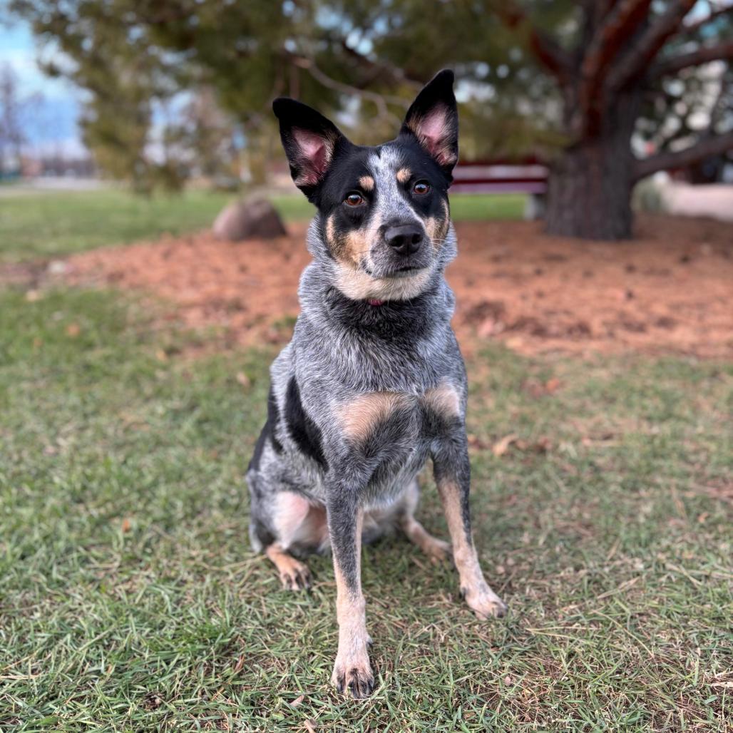 Marianne--In Foster, Adoptable, Adult Female Australian Cattle Dog / Blue Heeler & Kai Dog.