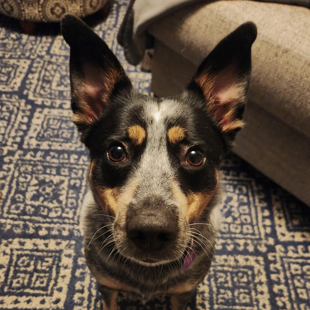 Marianne--In Foster***ADOPTION PENDING***, a Adoptable mixed breed in Fargo, ND image 3/4