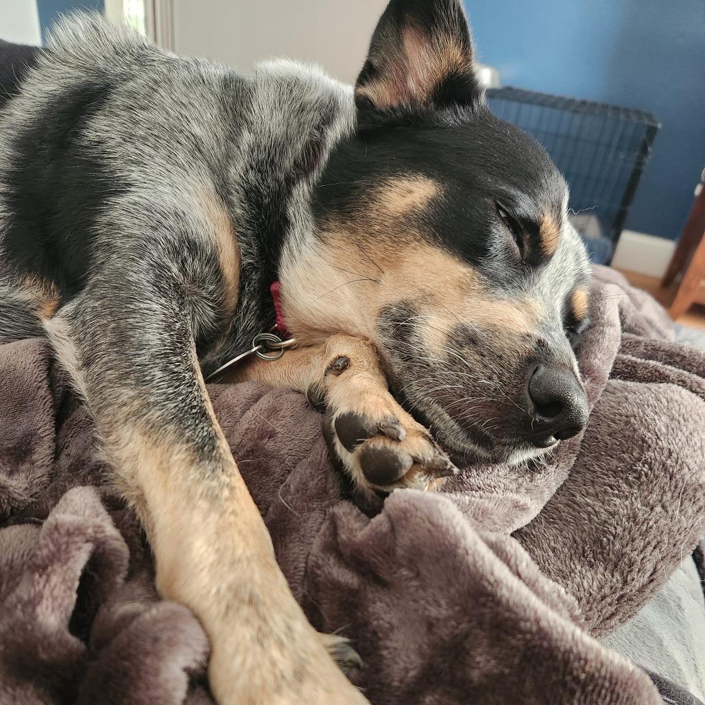 Marianne--In Foster***ADOPTION PENDING***, a Adoptable mixed breed in Fargo, ND image 4/4