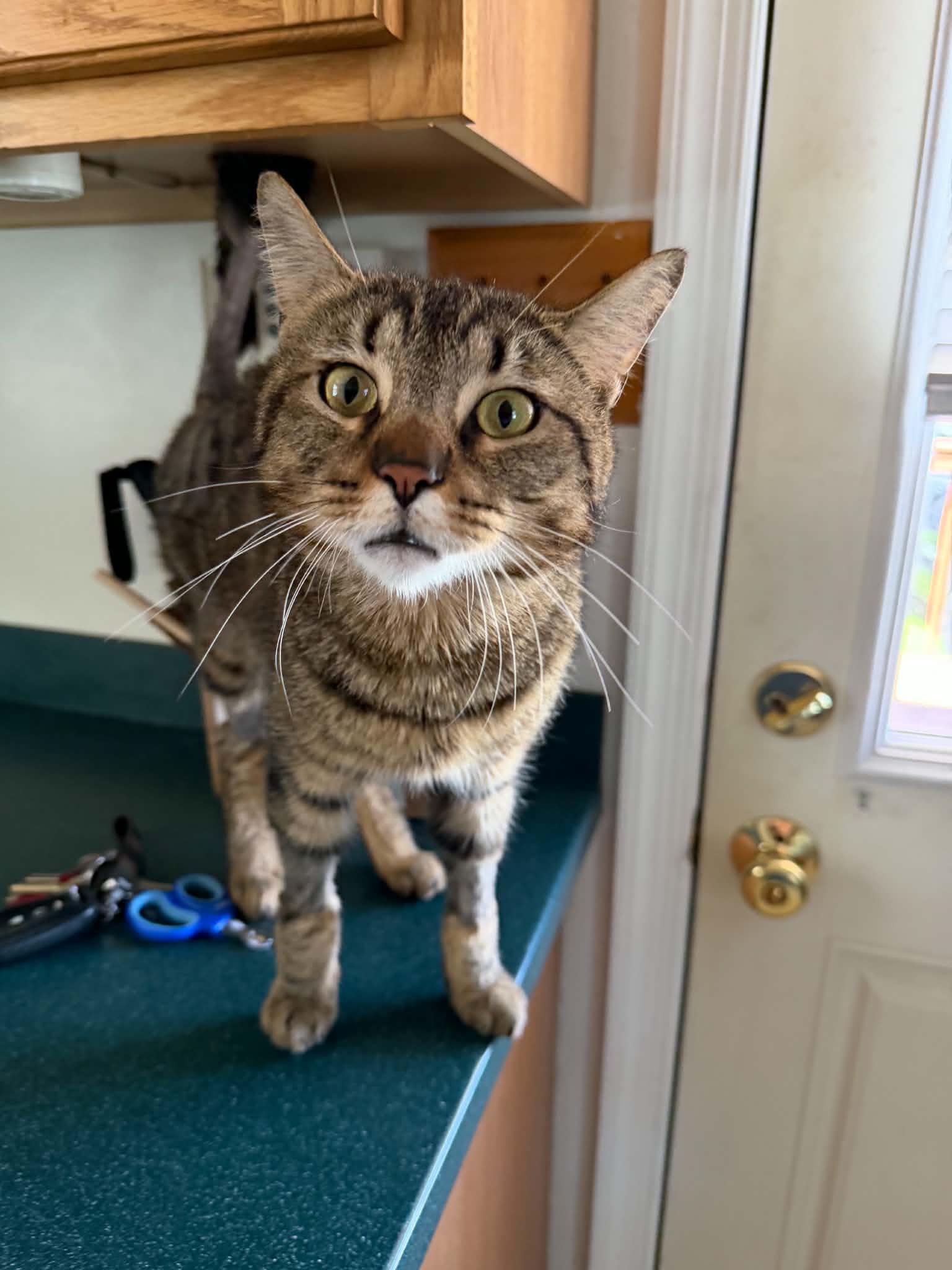 Enlarge Orion, a Adoptable Tabby in Lansdowne, PA image 1/4