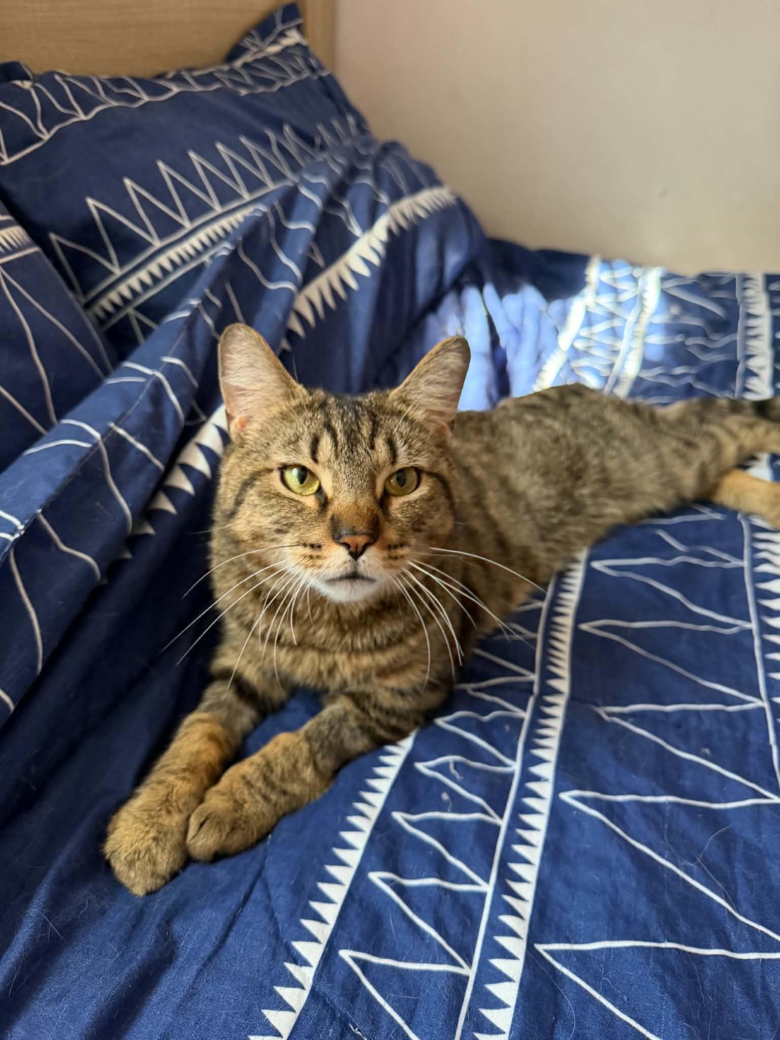 Enlarge Orion, a Adoptable Tabby in Lansdowne, PA image 2/4