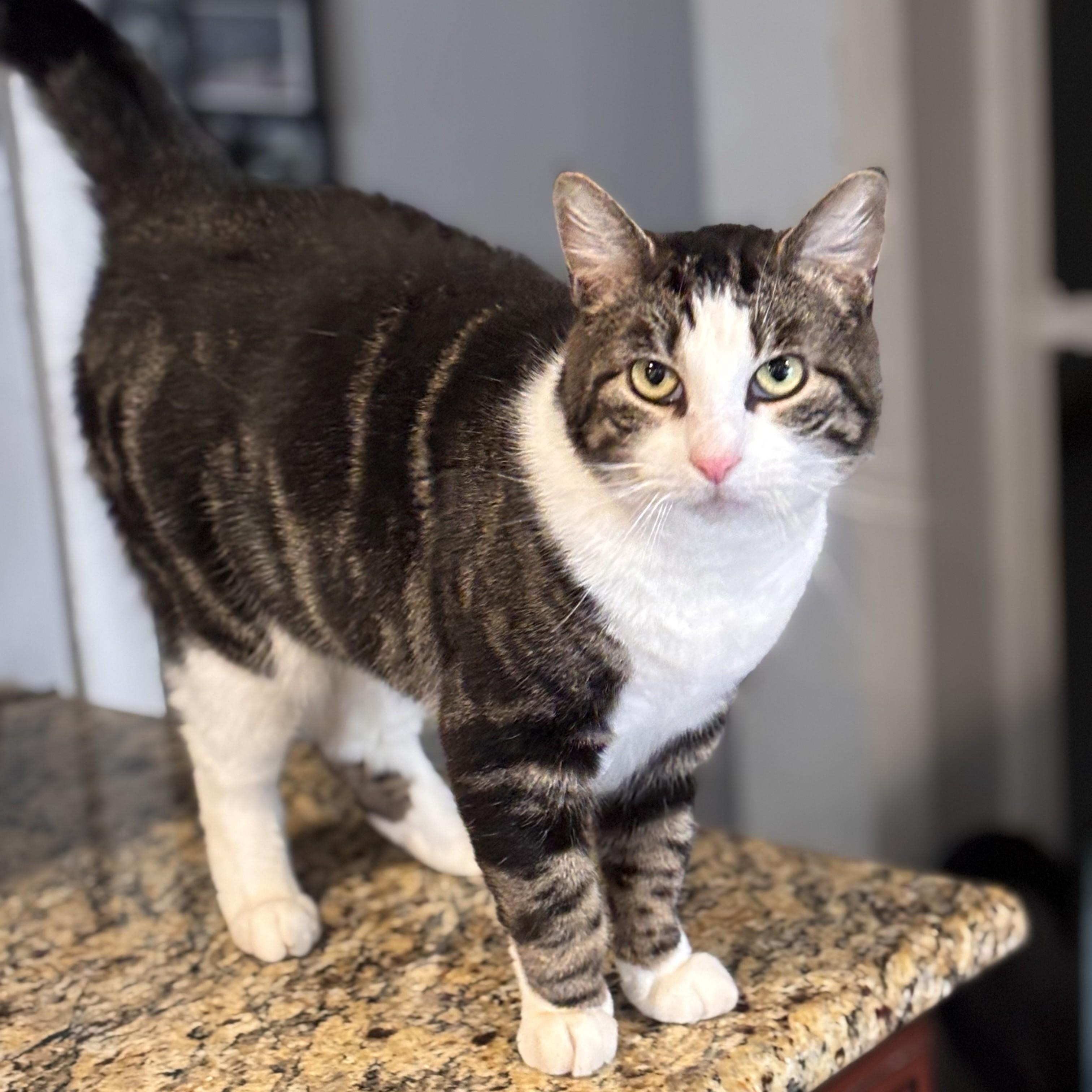 Sarah, a Adoptable Domestic Short Hair in Philadelphia, PA image 2/6