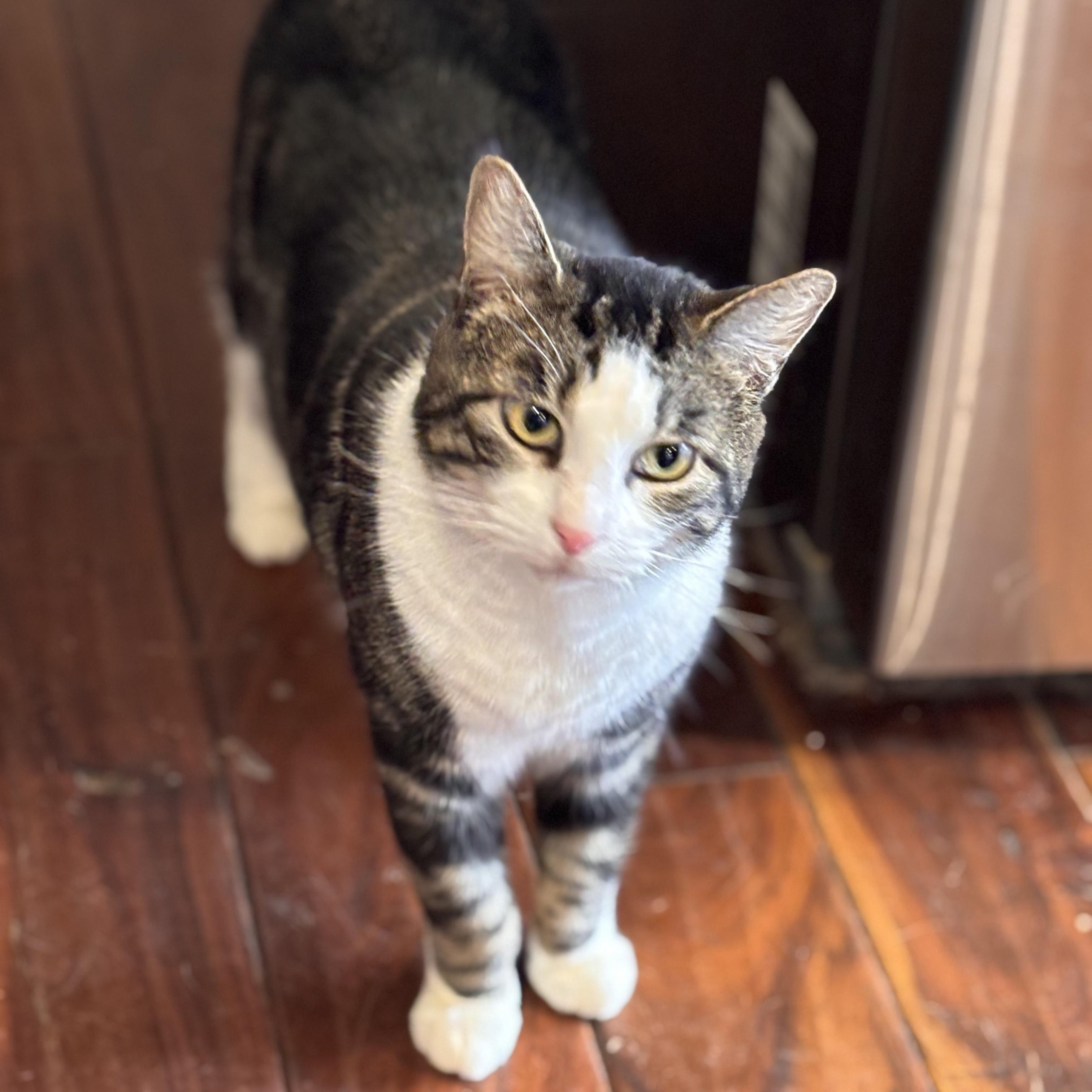 Sarah, a Adoptable Domestic Short Hair in Philadelphia, PA image 3/6