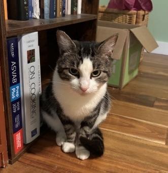 Sarah, a Adoptable Domestic Short Hair in Philadelphia, PA image 6/6