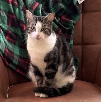 Sarah, a Adoptable Domestic Short Hair in Philadelphia, PA image 4/6