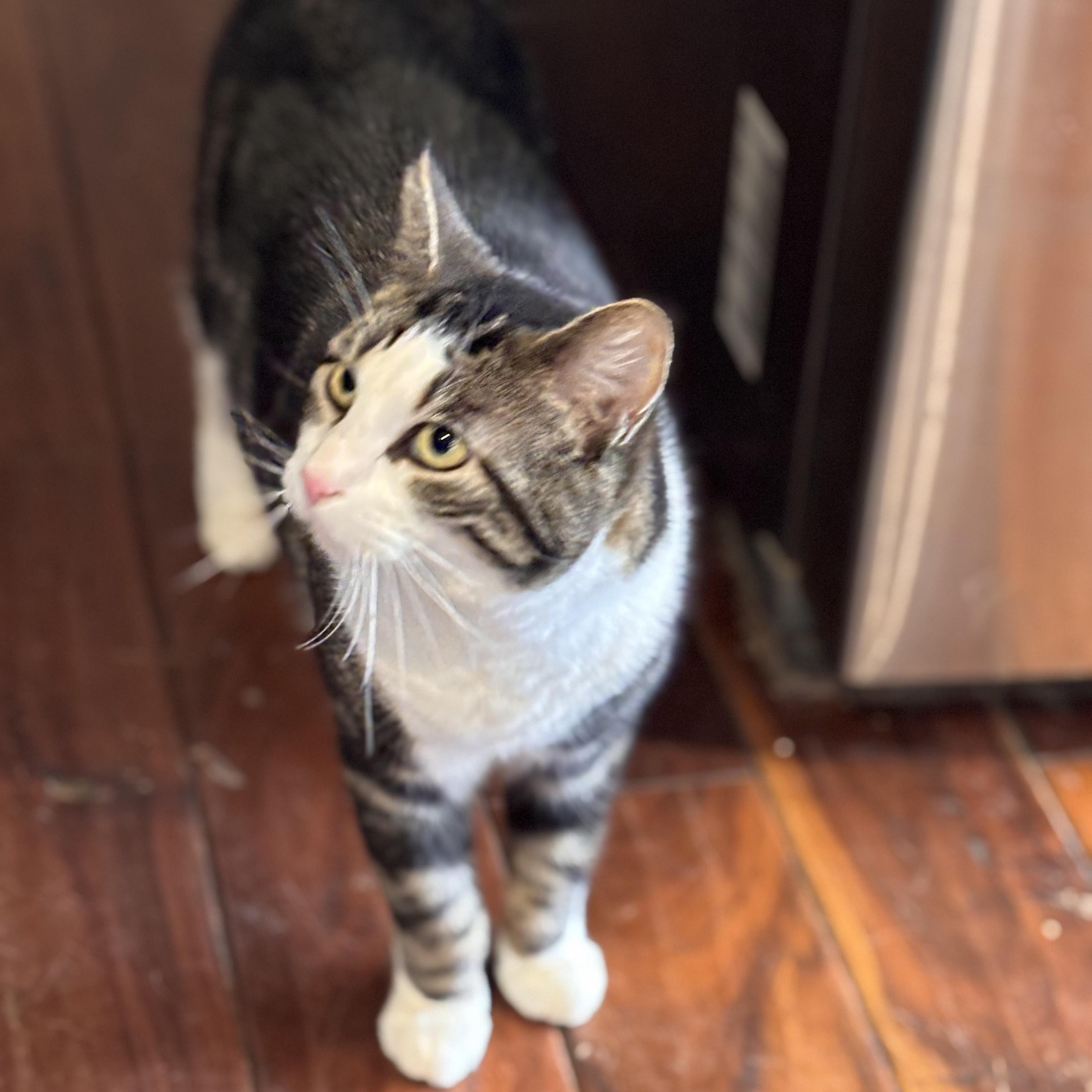 Sarah, Adoptable, Adult Female Domestic Short Hair.