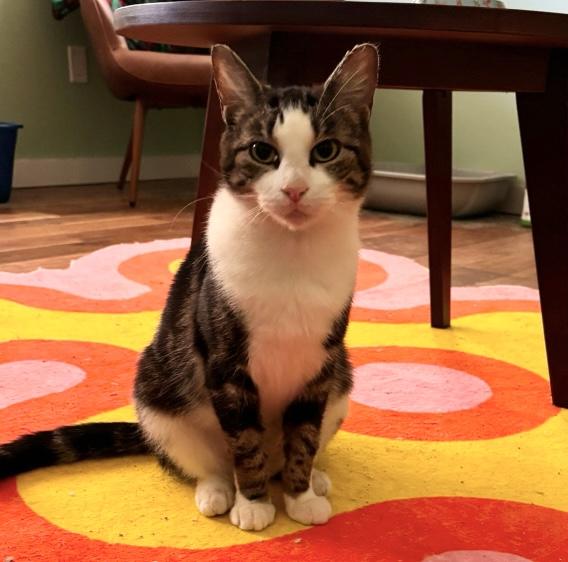 Sarah, a Adoptable Domestic Short Hair in Philadelphia, PA image 5/6