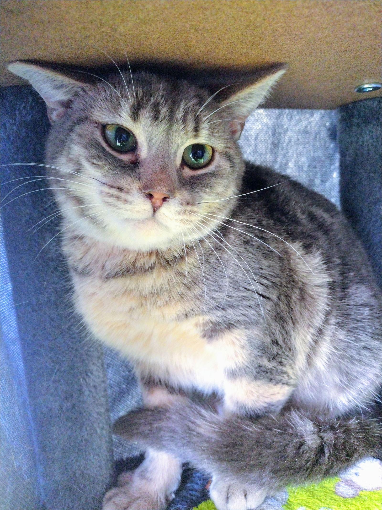 C250 Litter Bo, Adoptable, Adult Male Domestic Short Hair.