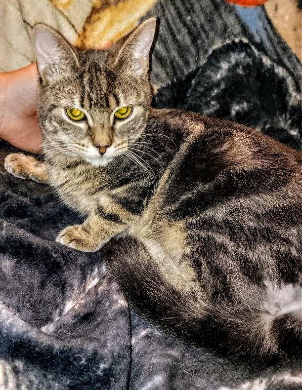 C250 Litter Bo, a Adoptable Domestic Short Hair in Livonia, MI image 2/3