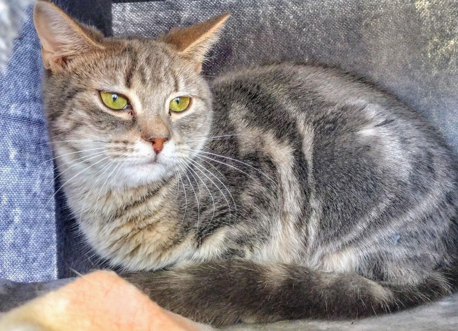 C250 Litter Bo, a Adoptable Domestic Short Hair in Livonia, MI image 3/3