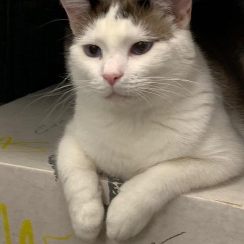 Enlarge Christopher Robin *, a Adoptable mixed breed in Douglas, MI image 1/4