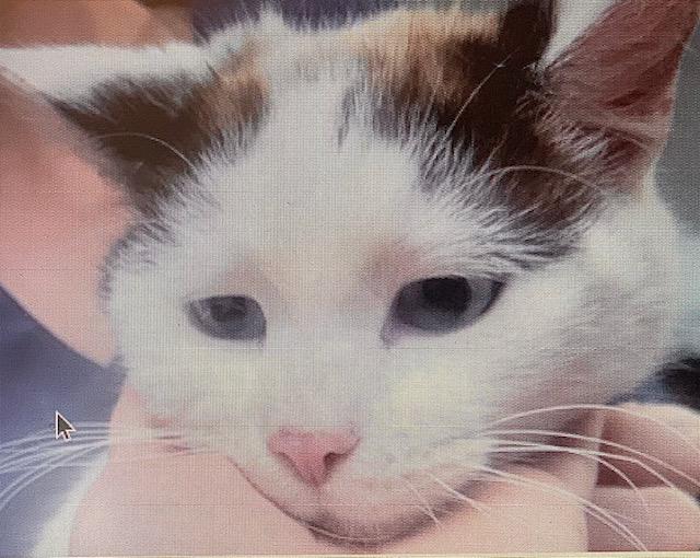 Enlarge Christopher Robin *, a Adoptable mixed breed in Douglas, MI image 3/3