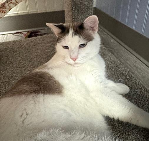 Enlarge Christopher Robin *, a Adoptable mixed breed in Douglas, MI image 2/3