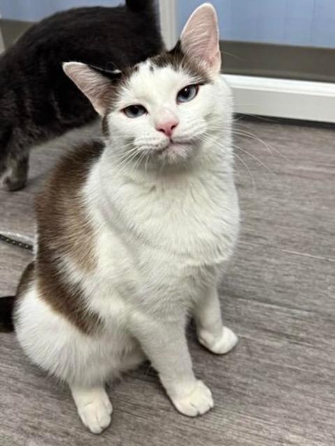 Enlarge Christopher Robin *, a Adoptable mixed breed in Douglas, MI image 1/3