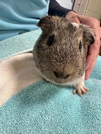 Enlarge Tater Tot, a Adoptable mixed breed in Fairfax, VA image 1/3