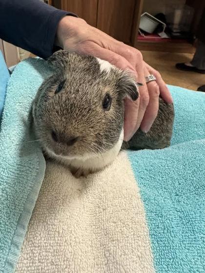 Enlarge Tater Tot, a Adoptable mixed breed in Fairfax, VA image 2/3