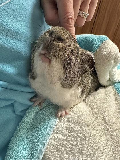 Enlarge Tater Tot, a Adoptable mixed breed in Fairfax, VA image 3/3