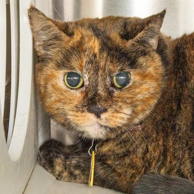 MEI, Adoptable, Senior Female Domestic Short Hair.