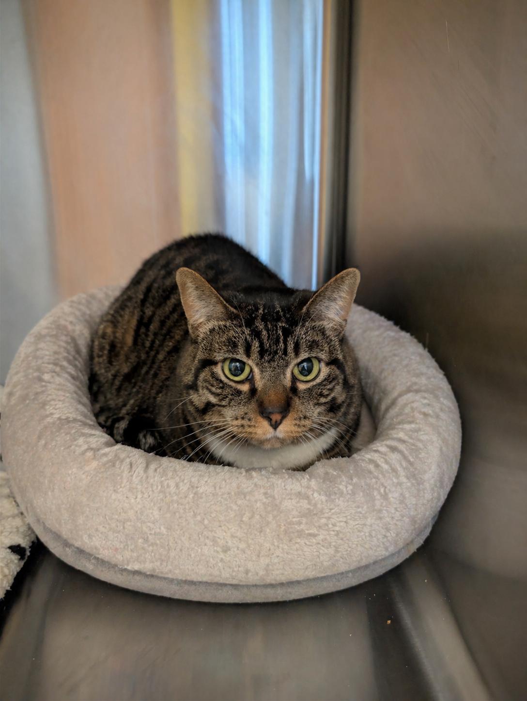 Enlarge Rosie's Kitty, an adopted mixed breed in Spokane, WA image 1/1