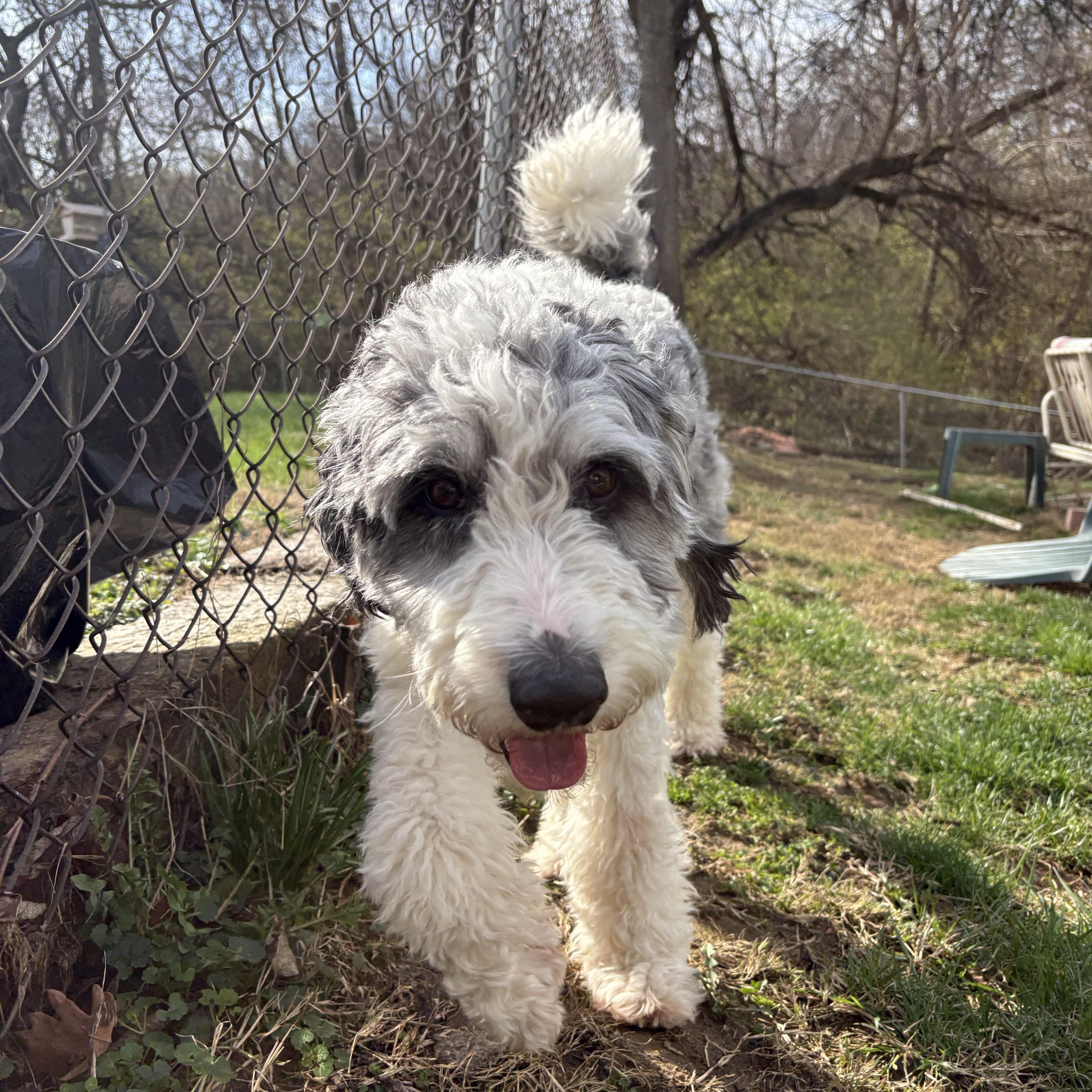 Enlarge Dolly, a ADOPTABLE Aussiedoodle in Cincinnati, OH image 2/2