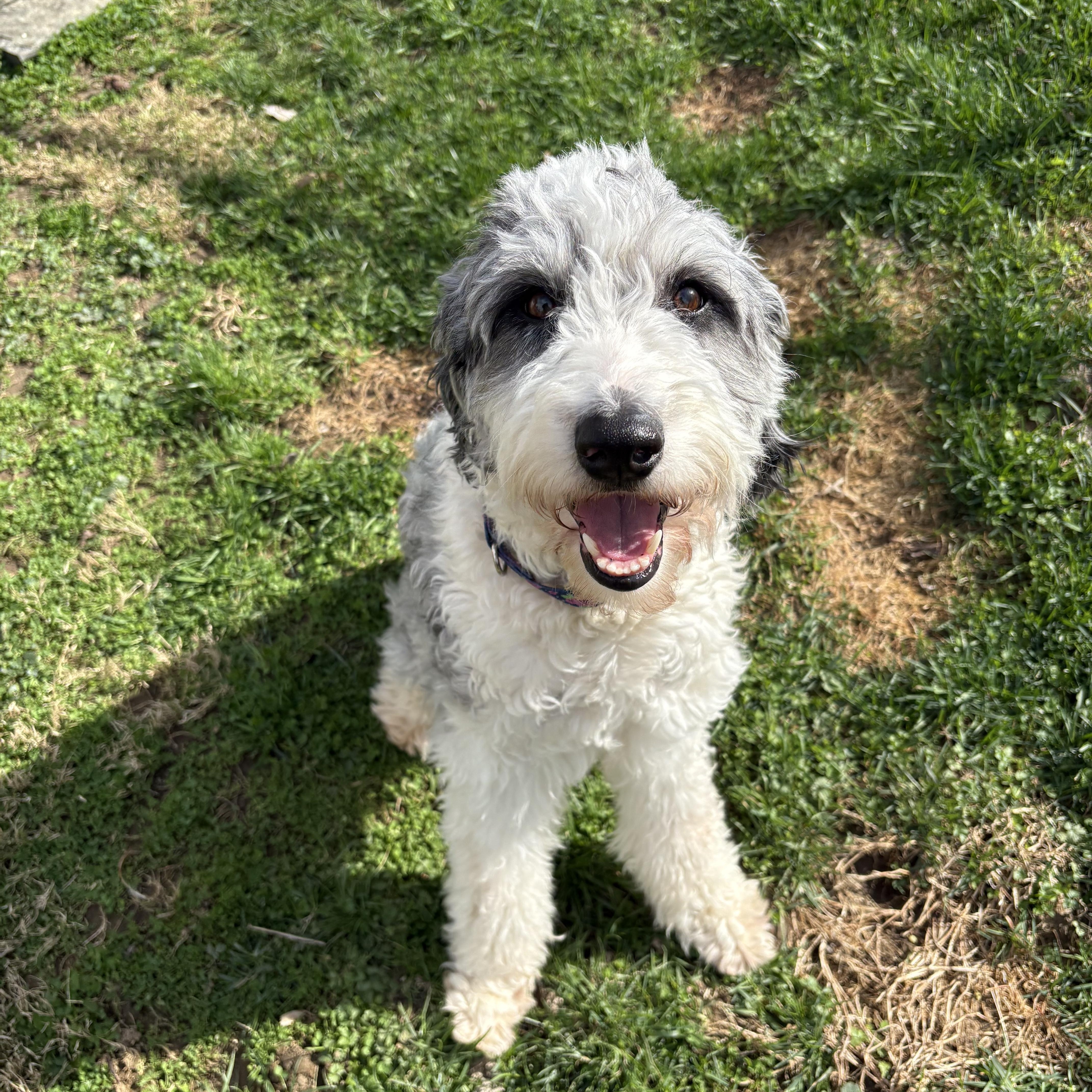 Enlarge Dolly, a ADOPTABLE Aussiedoodle in Cincinnati, OH image 1/2