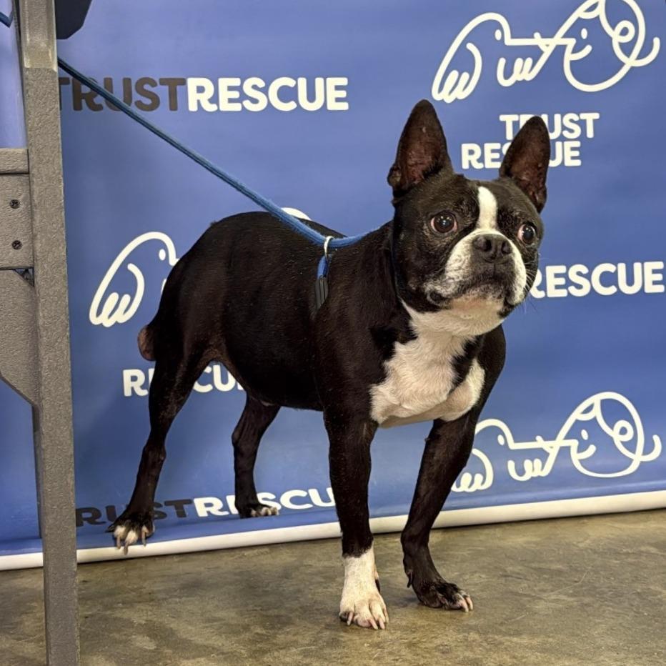 BELVEDERE., Adoptable, Adult Male Boston Terrier & Mixed Breed.