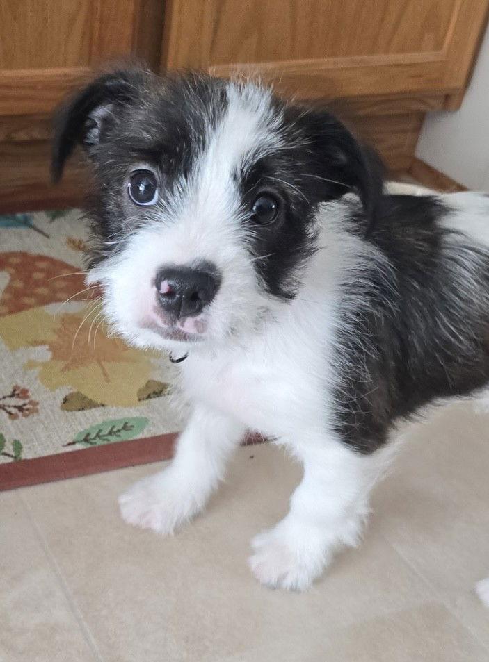 Enlarge Spookly, a Adopted mixed breed in Elkins, WV image 1/1