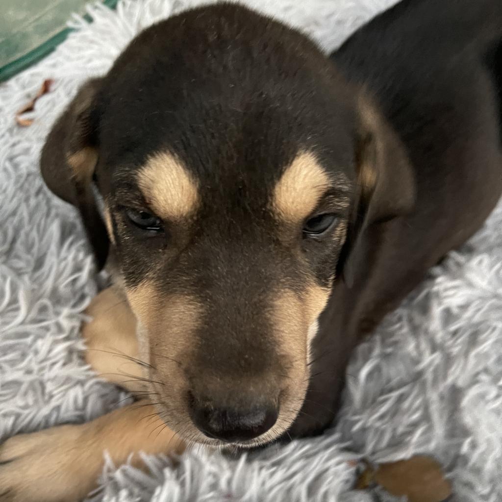 Enlarge Silas, a Adoptable Mixed Breed in Dallas, TX image 1/1