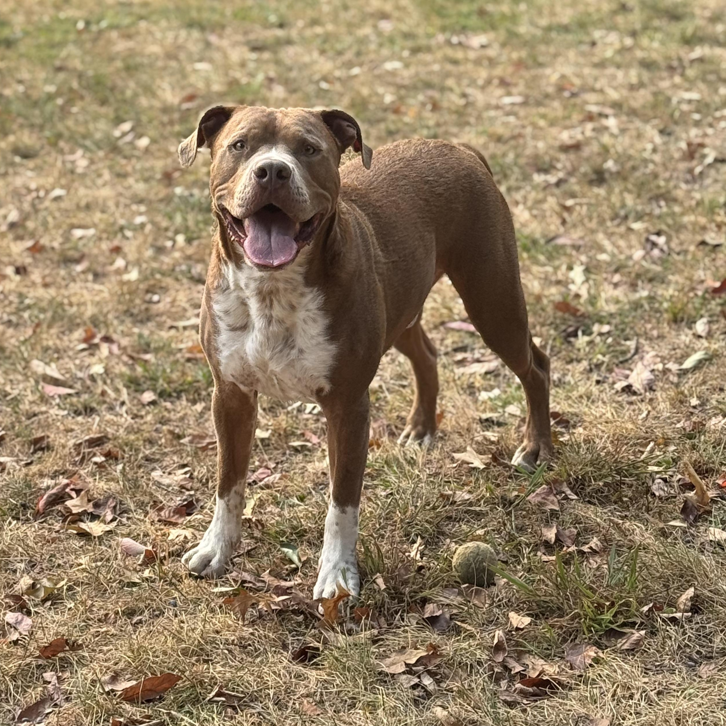 Bruno, an adoptable Boerboel, Boxer in York, PA, 17404 | Photo Image 3