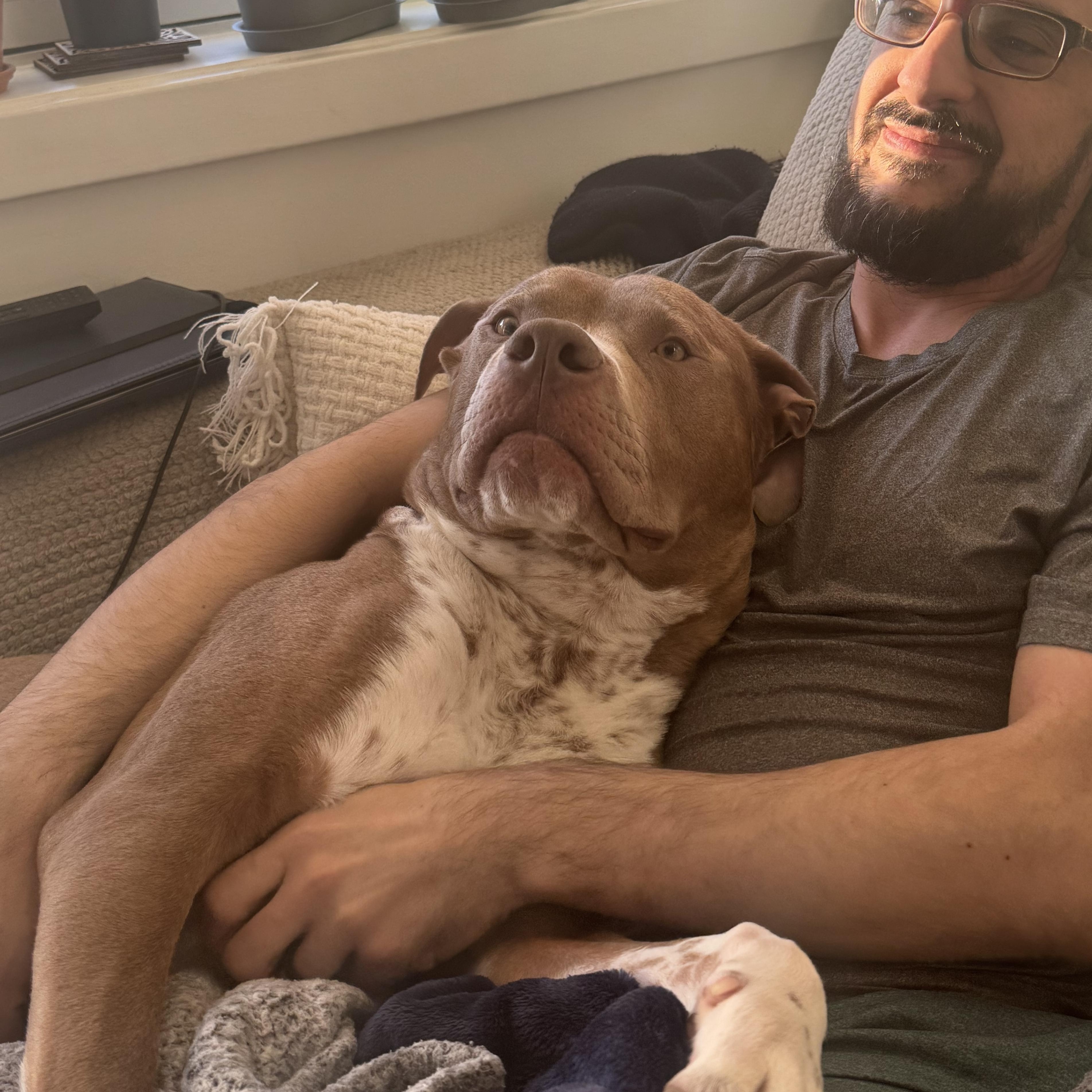 Bruno, an adoptable Boerboel, Boxer in York, PA, 17404 | Photo Image 5