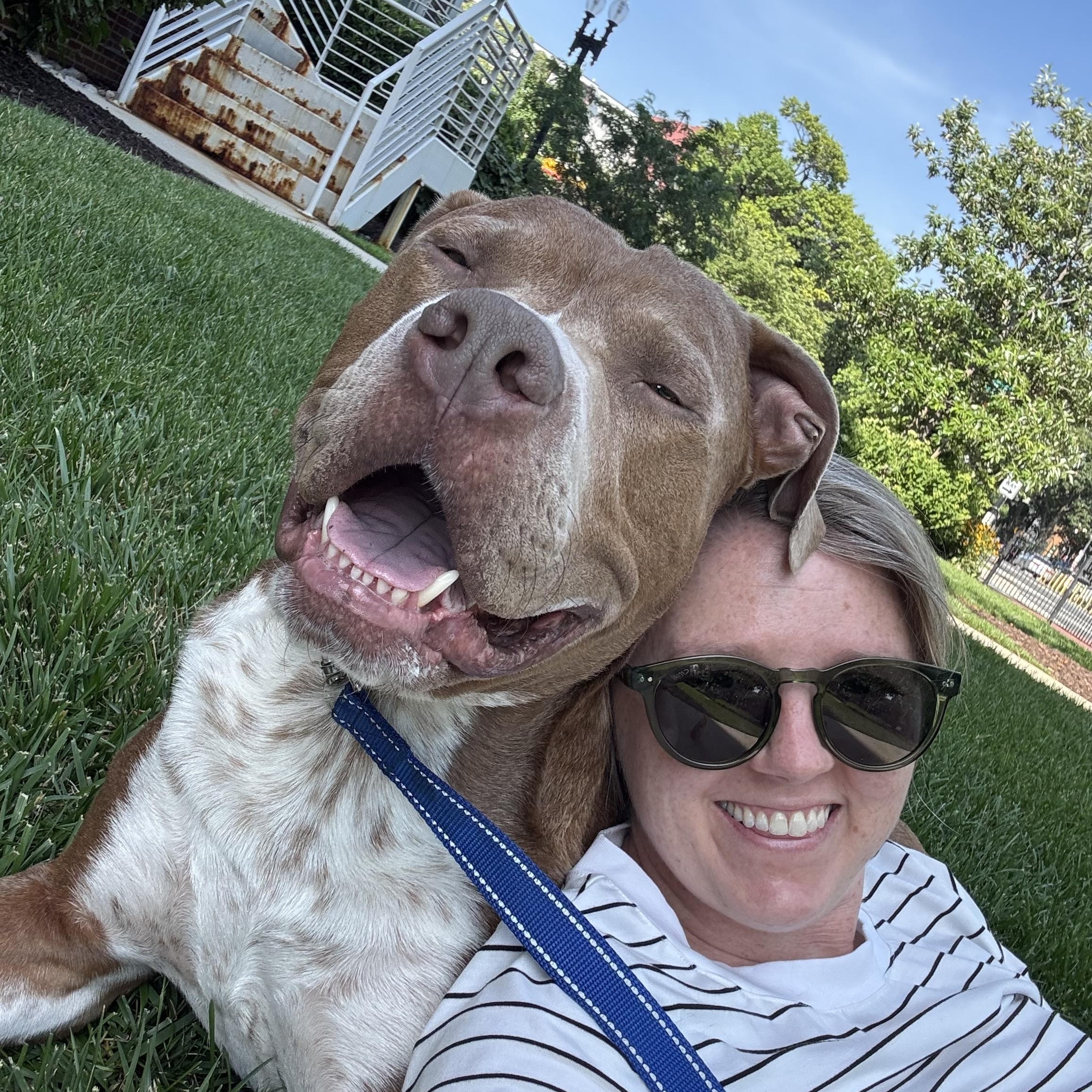Bruno, an adoptable Boerboel, Boxer in York, PA, 17404 | Photo Image 1