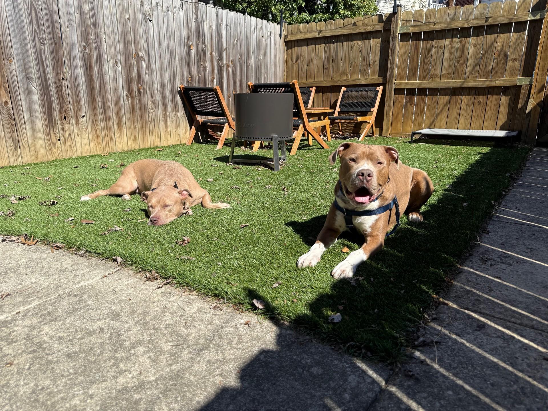 Bruno, an adoptable Boerboel, Boxer in York, PA, 17404 | Photo Image 2