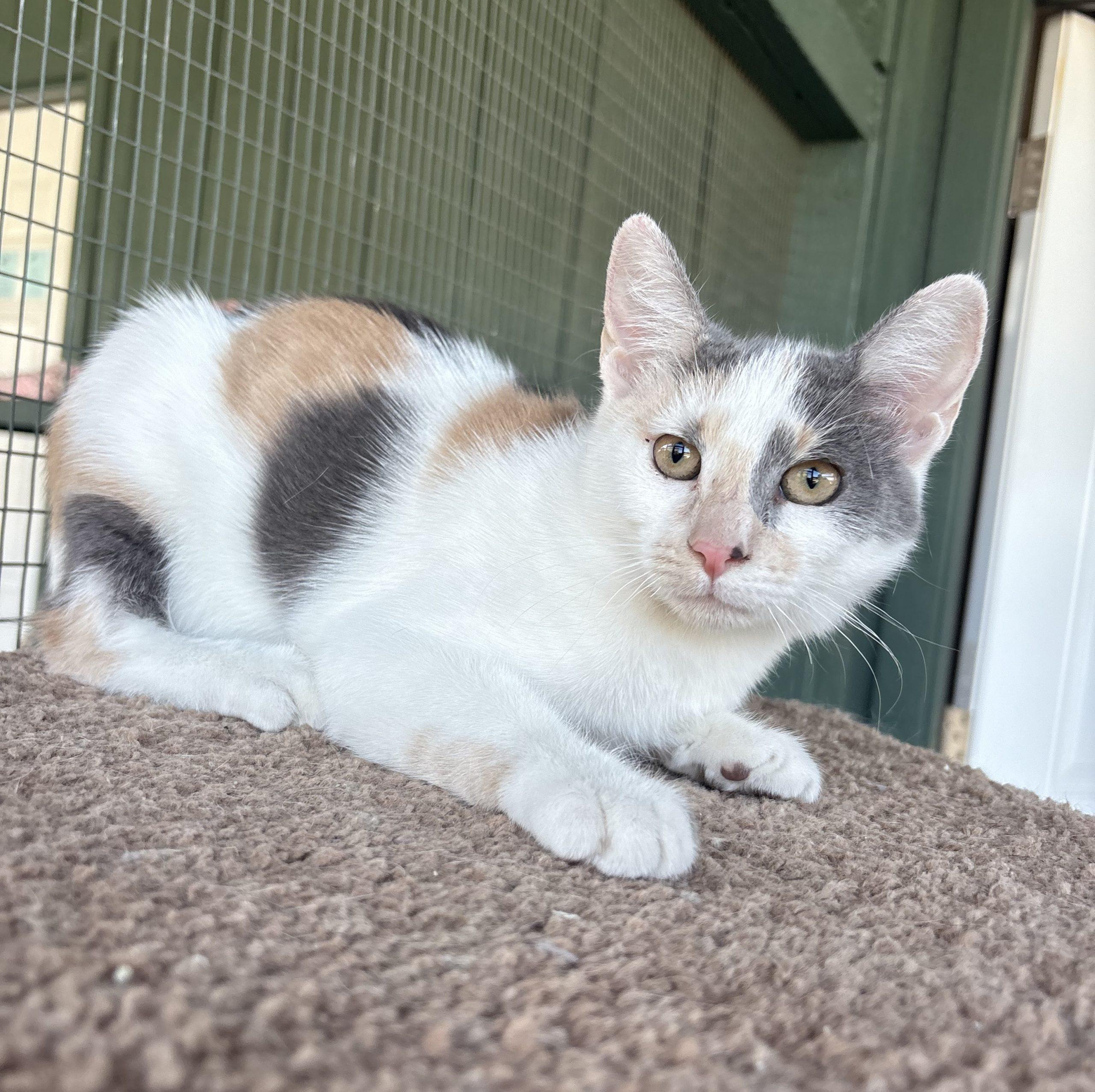 Daisy, Adoptable, Young Female Domestic Short Hair.