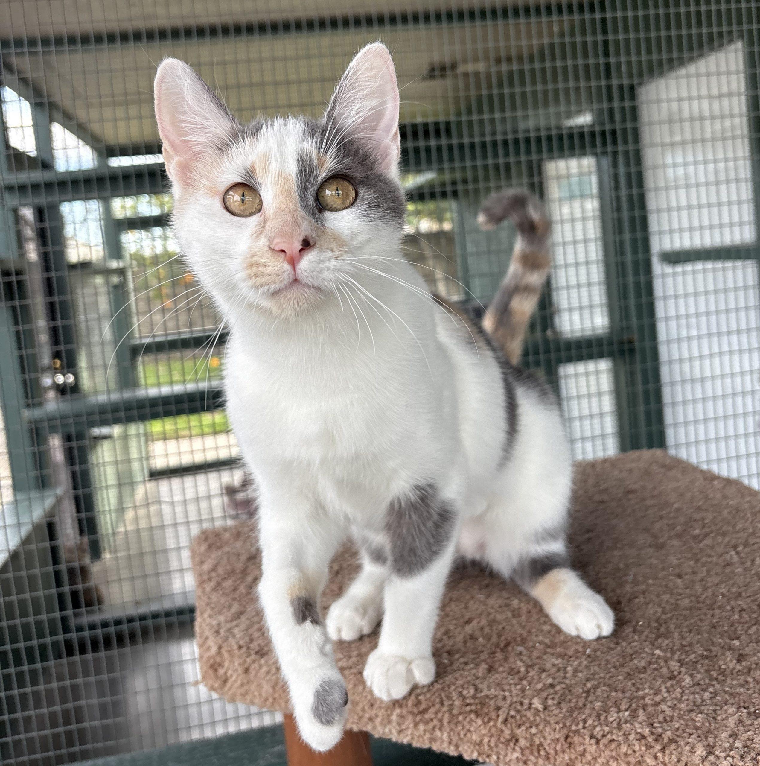 Daisy, Adoptable, Young Female Domestic Short Hair.