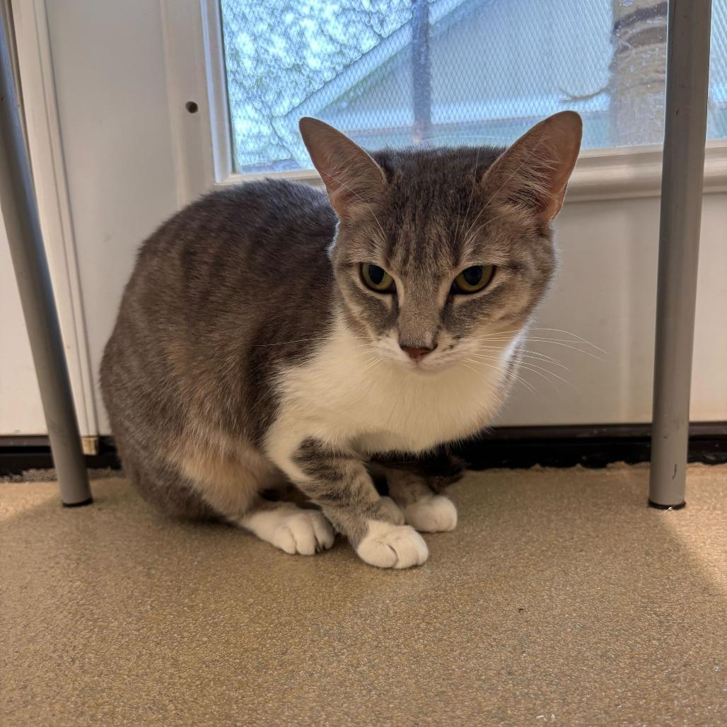 Enlarge Misty, a Adoptable Domestic Short Hair in Marshall, VA image 1/6