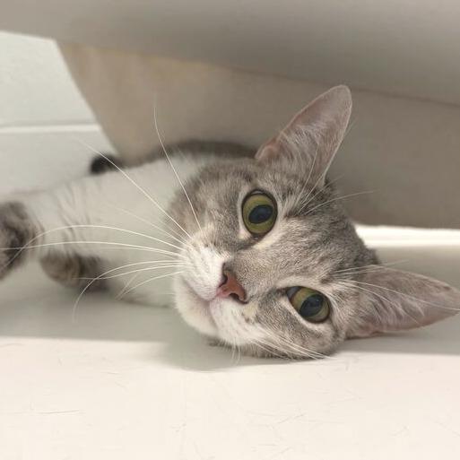 Enlarge Misty, a Adoptable Domestic Short Hair in Marshall, VA image 2/6