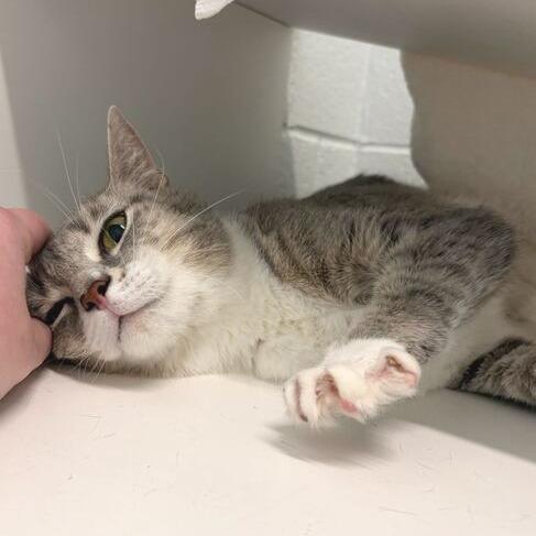 Enlarge Misty, a Adoptable Domestic Short Hair in Marshall, VA image 3/6