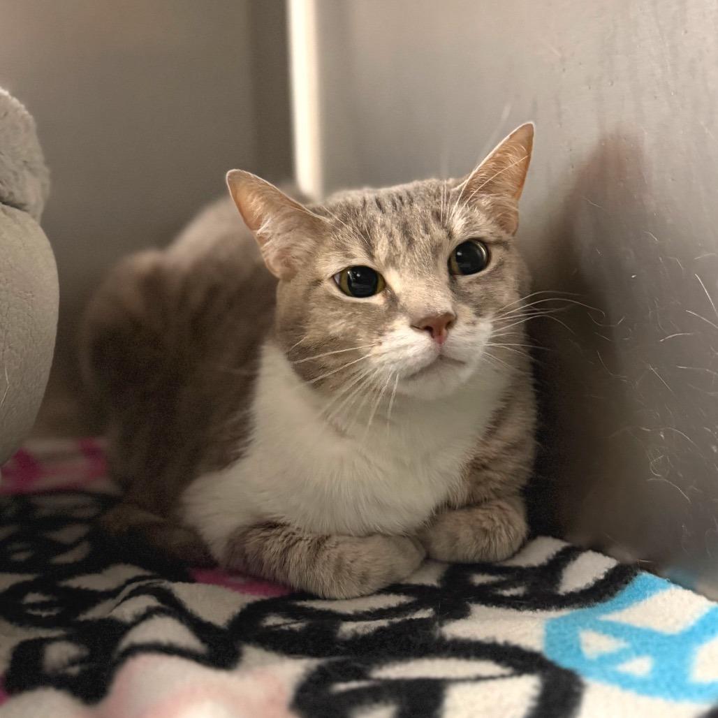 Enlarge Misty, a Adoptable Domestic Short Hair in Marshall, VA image 4/6