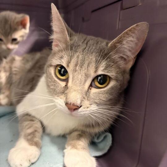 Enlarge Misty, a Adoptable Domestic Short Hair in Marshall, VA image 4/6