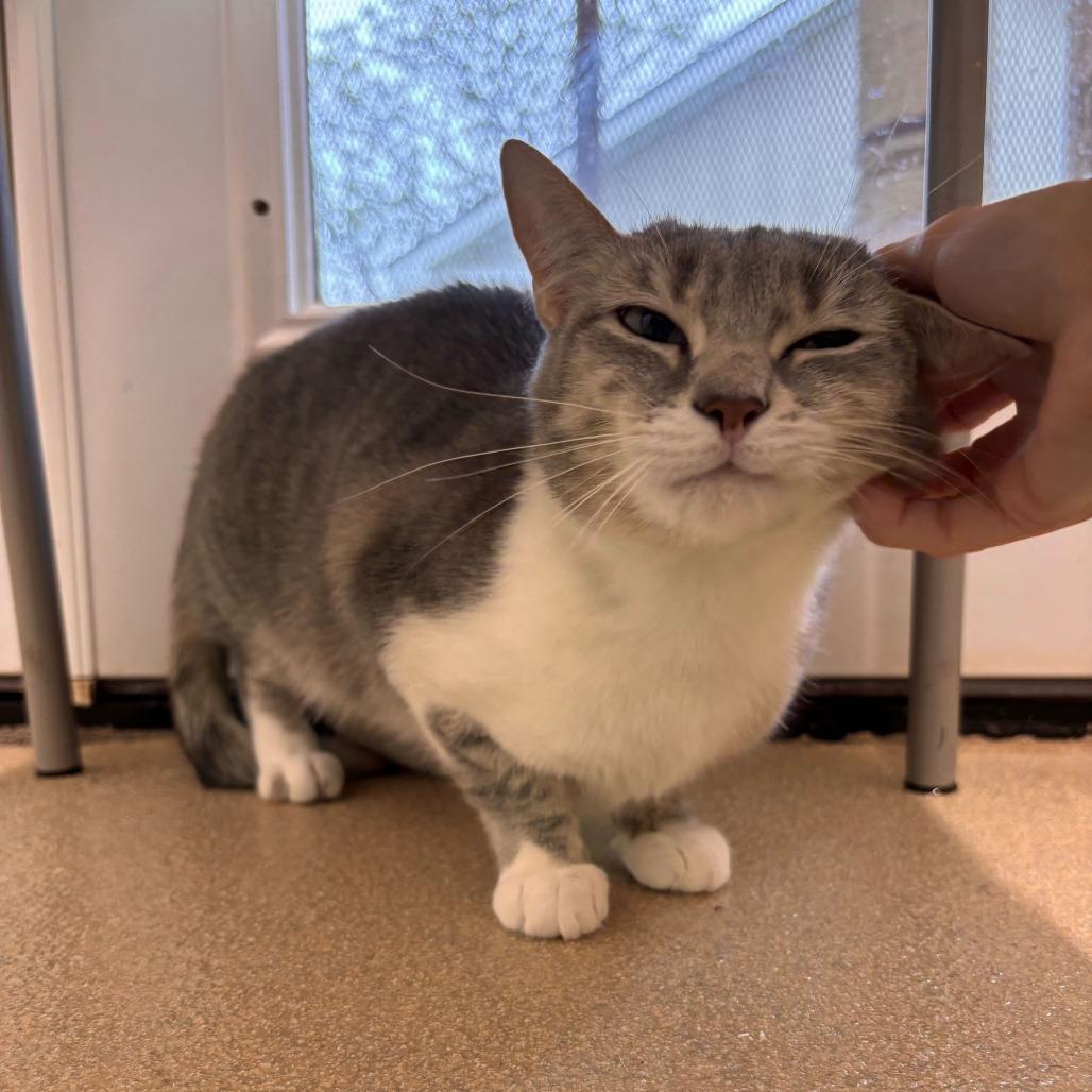 Enlarge Misty, a Adoptable Domestic Short Hair in Marshall, VA image 5/6