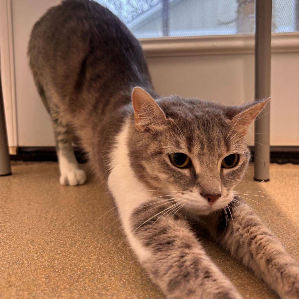 Enlarge Misty, a Adoptable Domestic Short Hair in Marshall, VA image 6/6