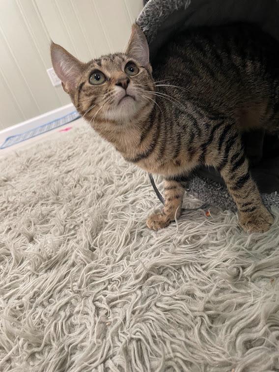 Enlarge Evie, a Adoptable Domestic Short Hair in Lake Grove, NY image 2/3