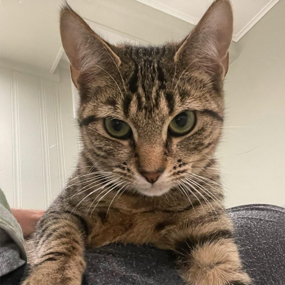 Enlarge Evie, a Adoptable Domestic Short Hair in Lake Grove, NY image 5/6