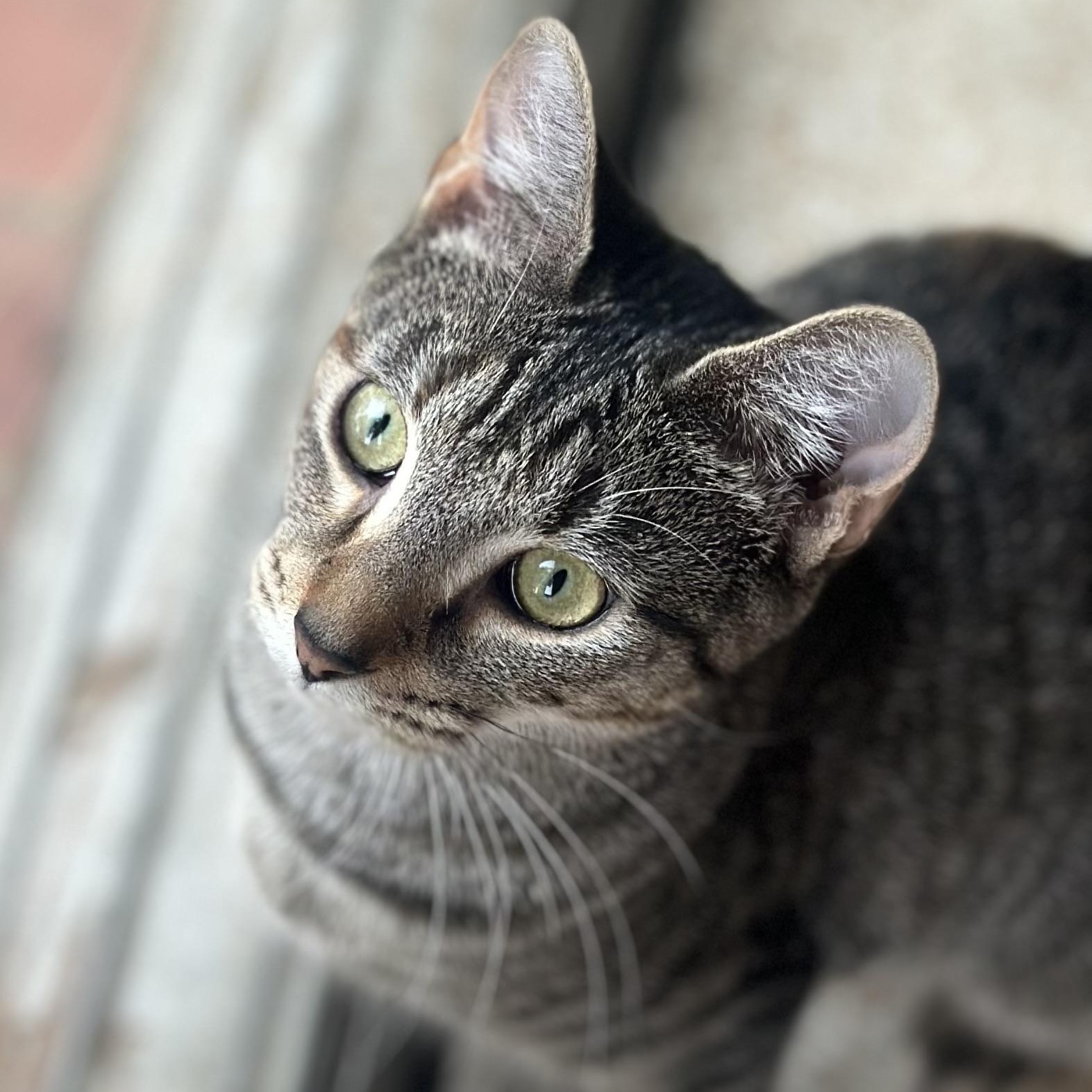 Enlarge Willow, an adopted Domestic Short Hair in Clinton, NC image 2/2