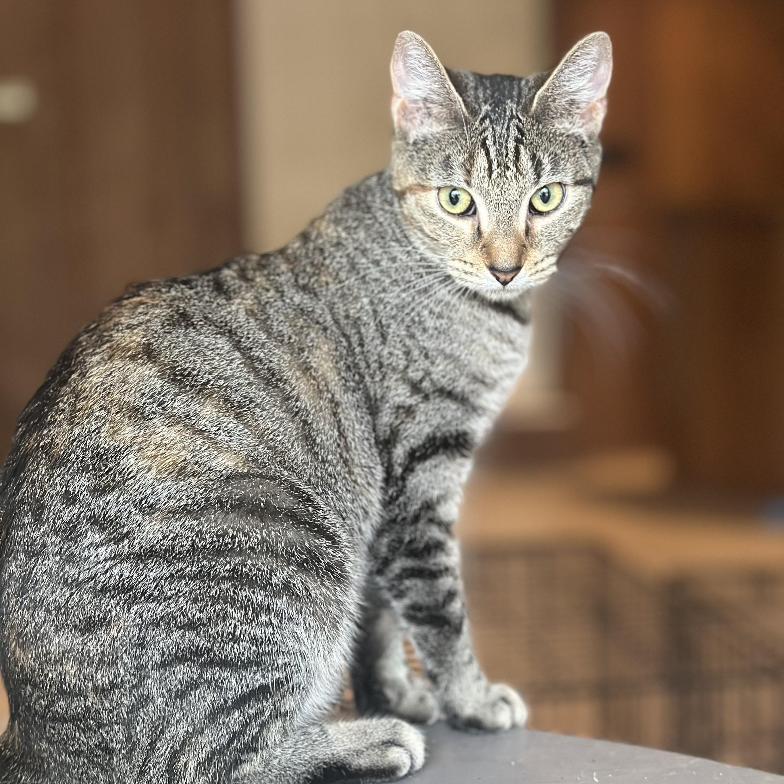 Enlarge Willow, an adopted Domestic Short Hair in Clinton, NC image 1/2
